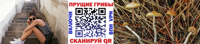 где купить   Старица  Галлюциногенные грибы GOLDEN TEACHER 